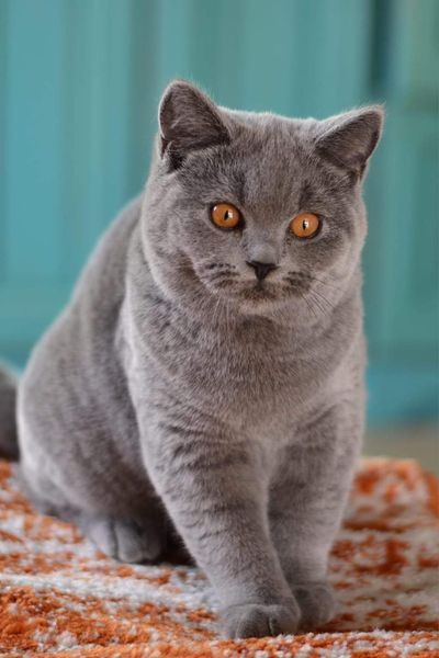 British Shorthair