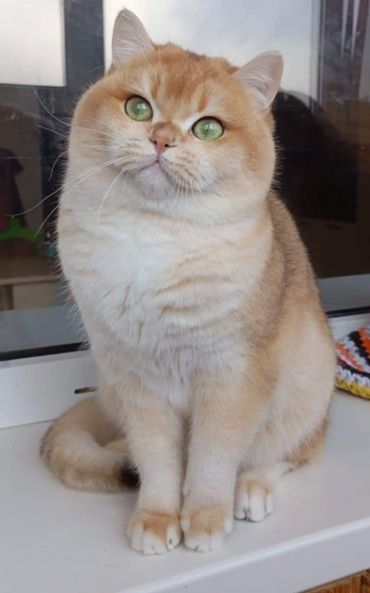 British Shorthair