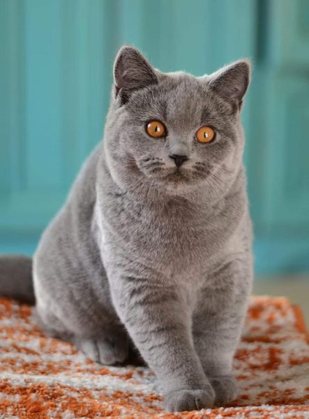 British Shorthair