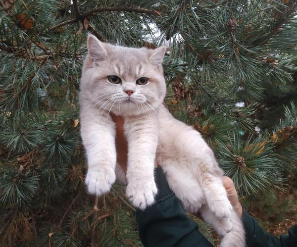 British Shorthair