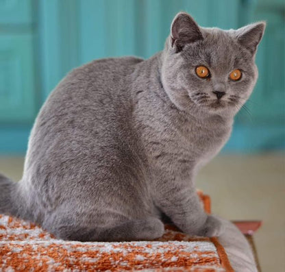 British Shorthair