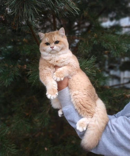 British Shorthair