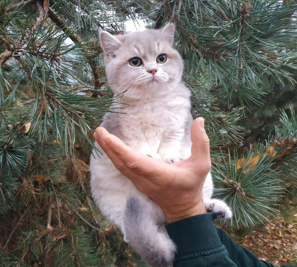 British Shorthair