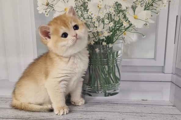 British Shorthair