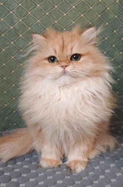 British Longhair