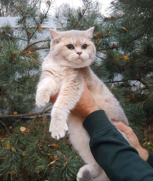 British Shorthair