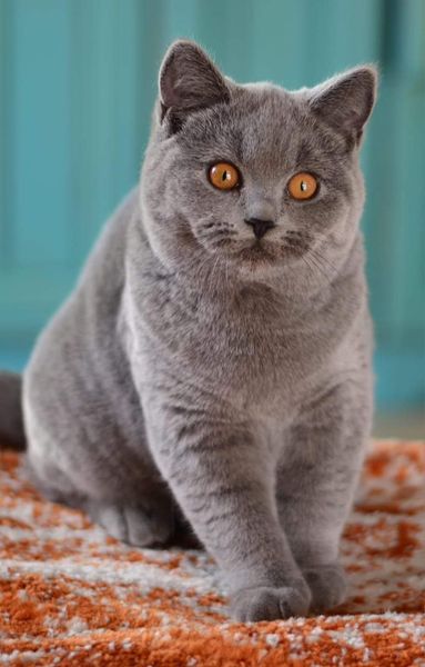 British Shorthair