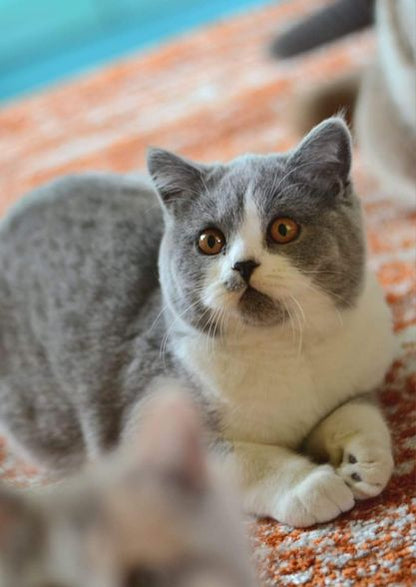 British Shorthair