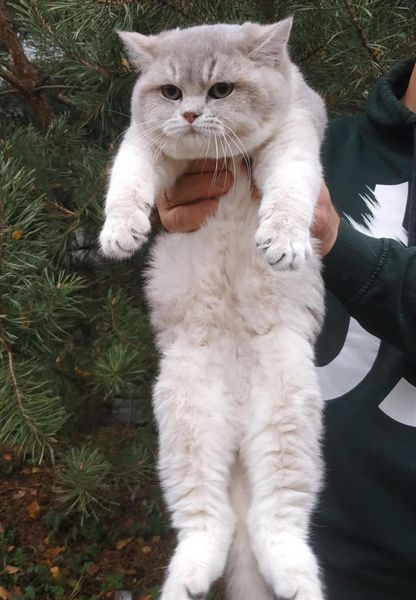 British Shorthair