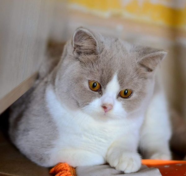 British Shorthair