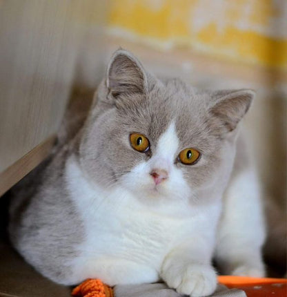 British Shorthair