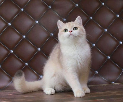 British Shorthair