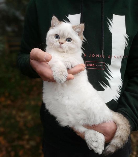 British Shorthair