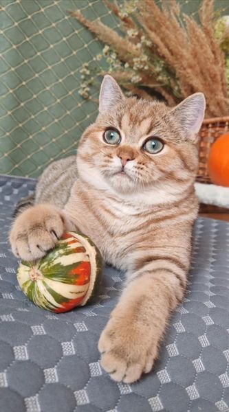 British Shorthair