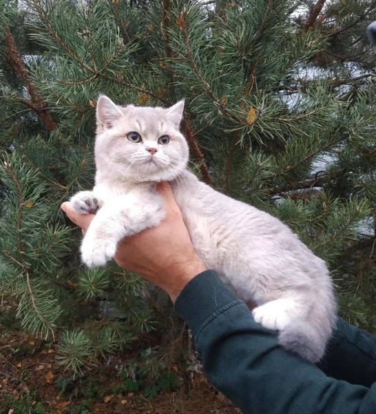 British Shorthair