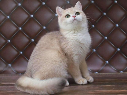 British Shorthair