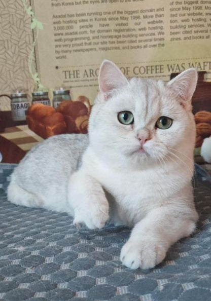 British Shorthair