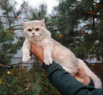 British Shorthair