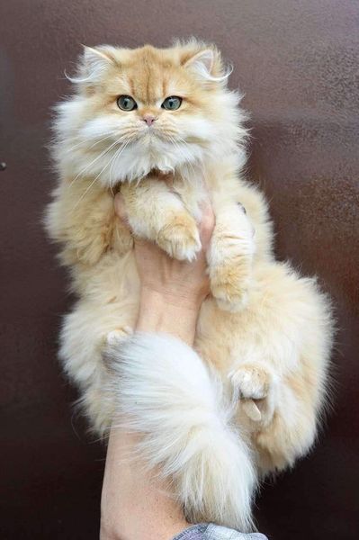 British Longhair