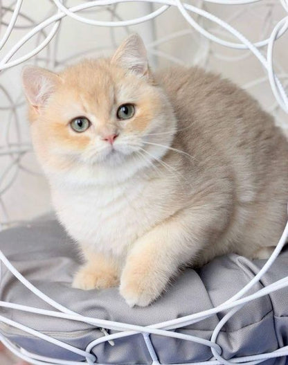 British Shorthair