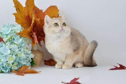 British Shorthair