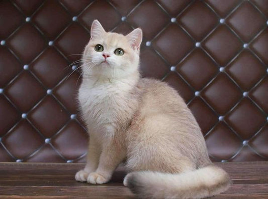 British Shorthair