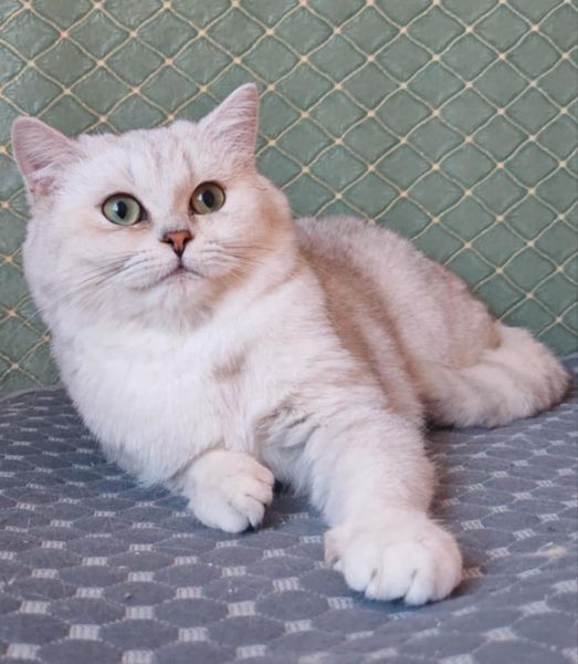 British Shorthair