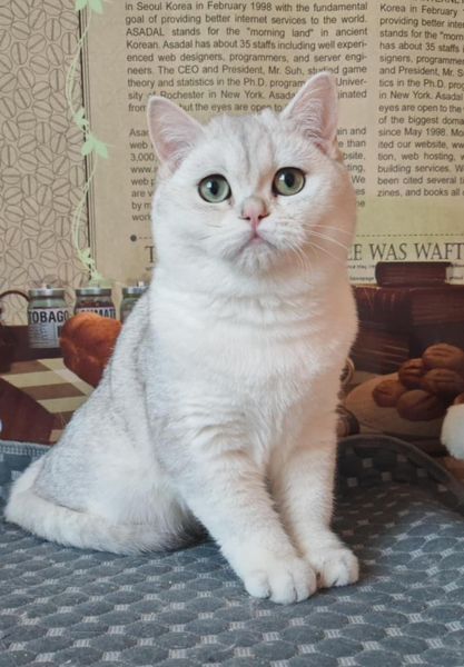 British Shorthair