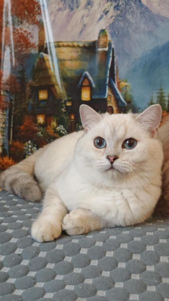 British Shorthair