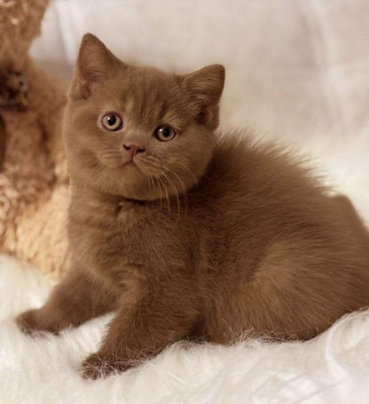 British Shorthair