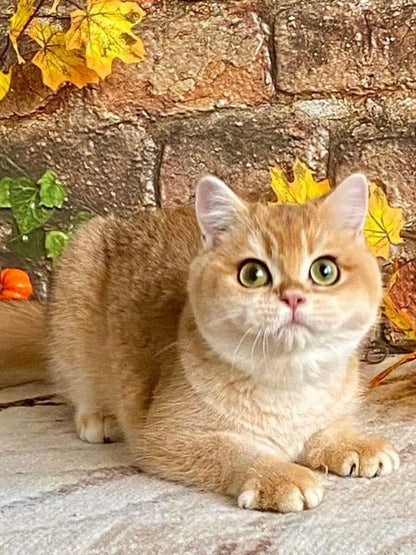 British Shorthair