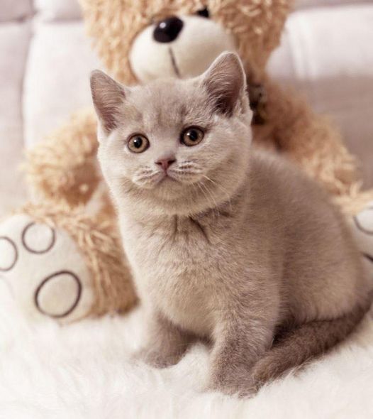 British Shorthair