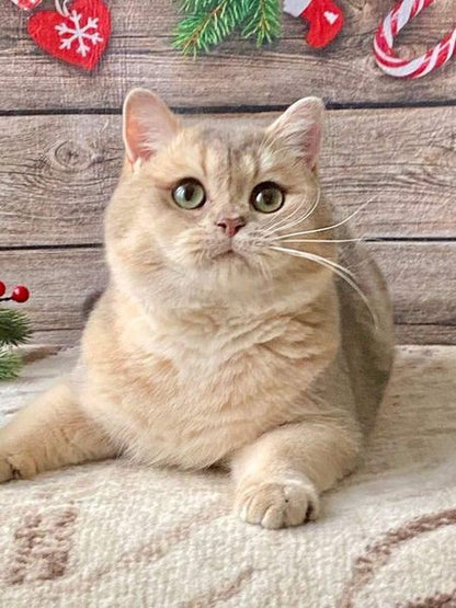 British Shorthair