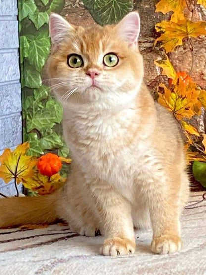 British Shorthair