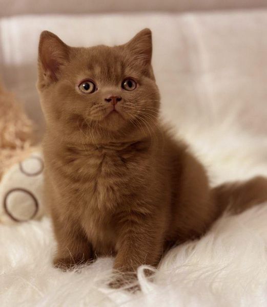 British Shorthair