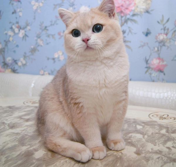 British Shorthair