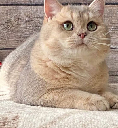 British Shorthair