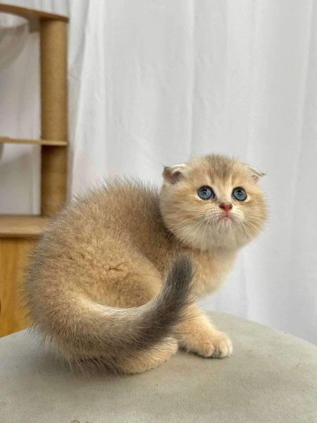 Scottish Fold