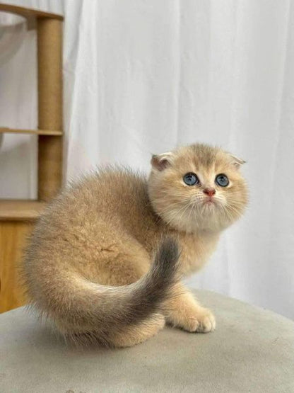 Scottish Fold