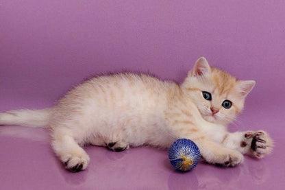 British Shorthair