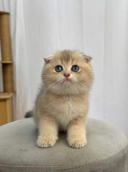 Scottish Fold