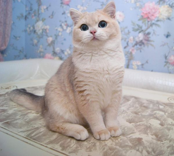 British Shorthair