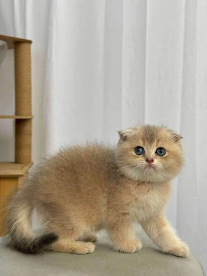 Scottish Fold