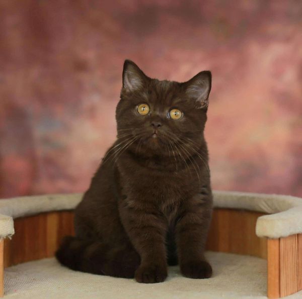 British Shorthair