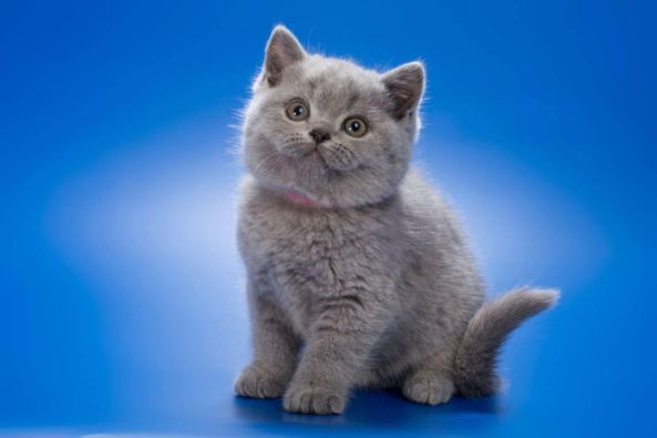 British Shorthair