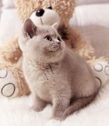 British Shorthair