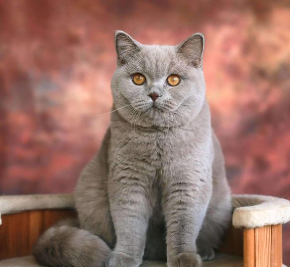 British Shorthair