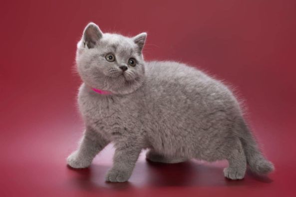 British Shorthair