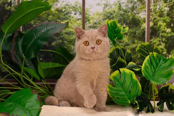 British Shorthair