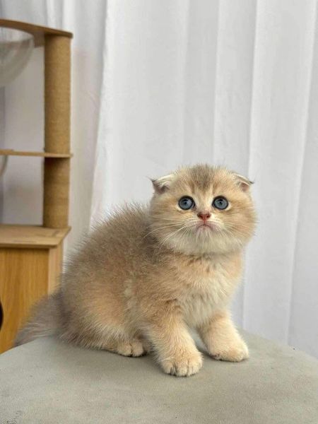 Scottish Fold